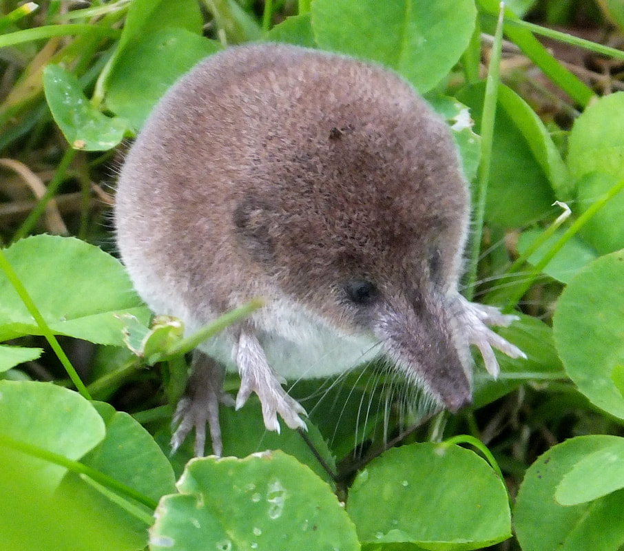 Spotted Shrew 